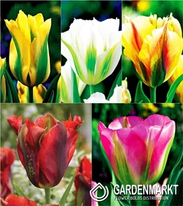 Eingestellt Tulpe Viridiflora "1"