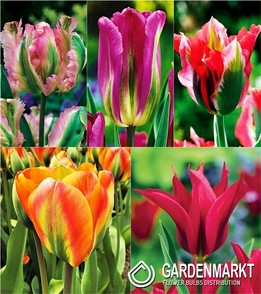 Eingestellt Tulpe Viridiflora "2"