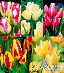 Eingestellt Mehrblütigen Tulpe &quot;2&quot;