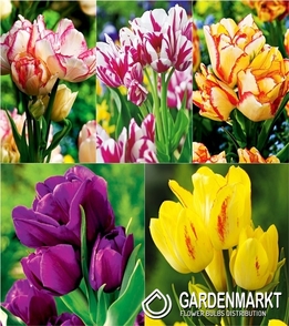 Eingestellt Mehrblütigen Tulpe &quot;3&quot;