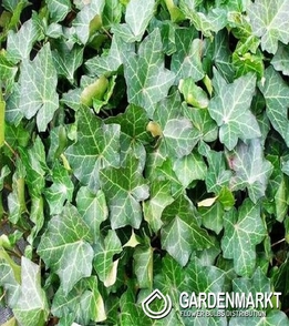 Hedera helix 1 St.