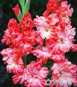 Gladiolus Gladiole You Two Frizzle 5 St.