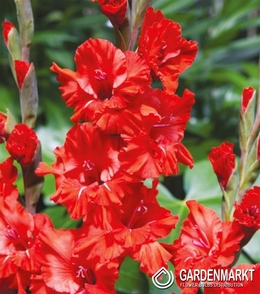 Gladiolus Gladiole Fire Ruffle 5 St.