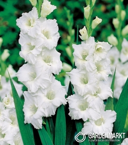 Gladiolus Gladiole Snowy Ruffle 5 St.