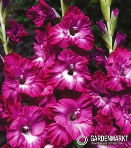 Gladiolus Gladiole Nairoby Ruffle 5 St.