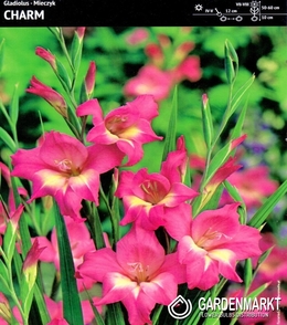 Gladiolus Gladiole Charm 5 St.