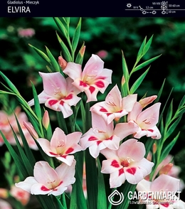 Gladiolus Gladiole Elvira 5 St.