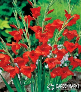 Gladiolus Gladiole Mirella 5 St.