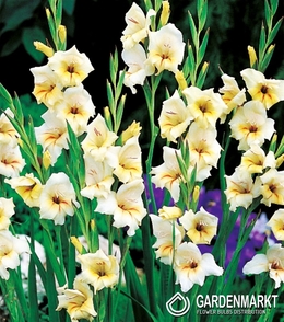 Gladiolus Gladiole Halley 5 St.