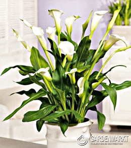 Zantedeschia-Calla Calgary 1 St.