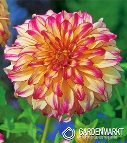 Dahlie Lady Darlene 1 St.