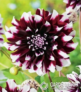 Dahlie Contraste 1 St.