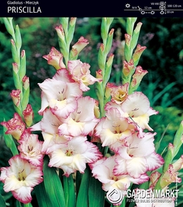 Gladiolus Gladiole Priscilla 5 St.