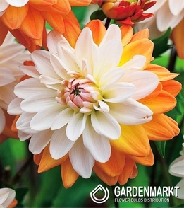 Dahlie Coup De Soleil 1 St.