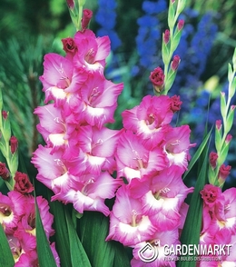 Gladiolus Gladiole Rhapsody in Blue 5 St.