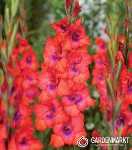 Gladiolus Gladiole Tricolore 5 St.
