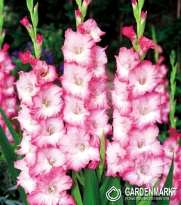 Gladiolus Gladiole Cheops 5 St.