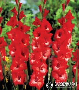 Gladiolus Gladiole Belladonna 5 St.