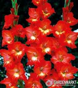 Gladiolus Gladiole Nikita 5 St.