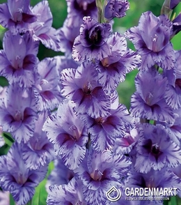Gladiolus Gladiole Passos 5 St.