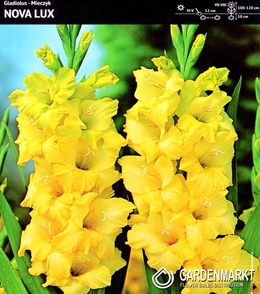 Gladiolus Gladiole Nova Lux 5 St.