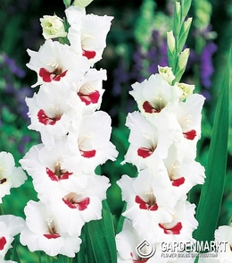 Gladiolus Gladiole Fiorentina 5 St.