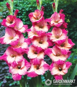 Gladiolus Gladiole Ted's Favourite 5 St.