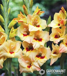 Gladiolus Gladiole Bocelli 5 St.