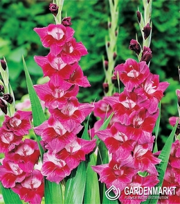Gladiolus Gladiole Velvet Eyes 5 St.