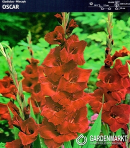 Gladiolus Gladiole Oscar 5 St.