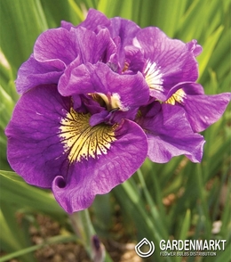 Iris Sibirische Double Standard 1 St.