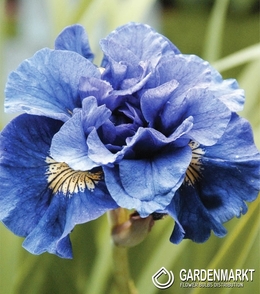 Iris Sibirische Double Concord Crush 1 St.