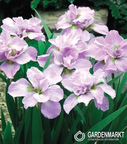 Iris Sibirische Double Kita-No-Seiza 1 St.