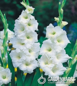 Gladiolus Gladiole White Friendship 5 St.
