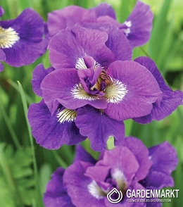 Iris Sibirische Double Kaboom 1 St.