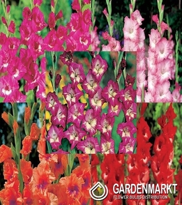Eingestellt Gladiolus Gladiole Mehrblütige "11" 12/14