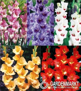 Eingestellt Gladiolus Gladiole Mehrblütige "12" 12/15