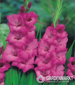 Gladiolus Gladiole Fidelio 5 St.