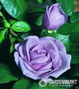 Mehrblütigen Rose Blau 1 St.