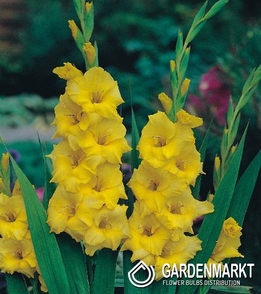 Gladiolus Gladiole Jacksonville Gold 5 St.