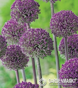 Zierlauch Allium Summer Drummer 1 St.