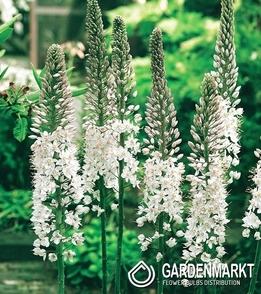 Eremurus White Beauty Favourite 1 St.