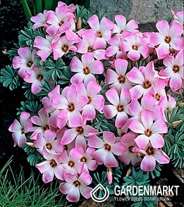 Oxalis Adenophylla 5 St.