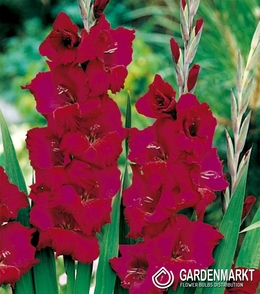 Gladiolus Gladiole Plum Tart 5 St.
