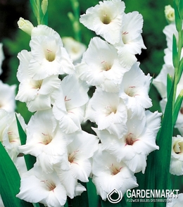 Gladiolus Gladiole White Prosperity 5 St.