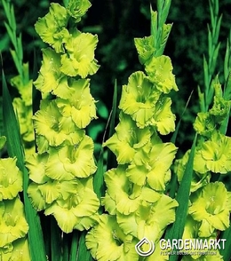 Gladiolus Gladiole Green Star 5 St.