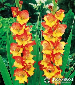 Gladiolus Gladiole Princess Margaret Rose 5 St.