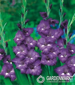 Gladiolus Gladiole Blue Isle 5 St.
