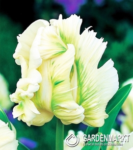 Tulpe Papagei Super Parrot 5 St.