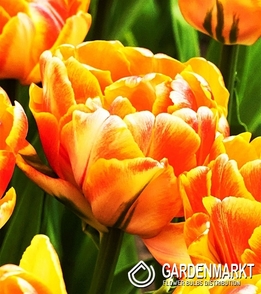Gefüllte Tulpe Foxy Foxtrot 5 St.